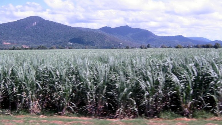 cairns sugar