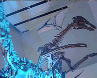 museum.gif