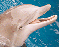 seaworld.gif