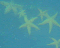 starfish.gif